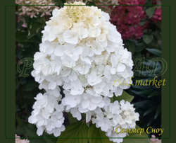 Гортензия метельчатая Саммер Сноу- Снег летом (Hydrangea paniculata `Summer Snow`)
