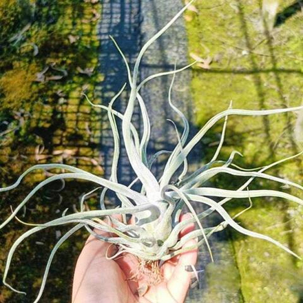 Тилландсия TY (ehlersiana x bulbosa) L
