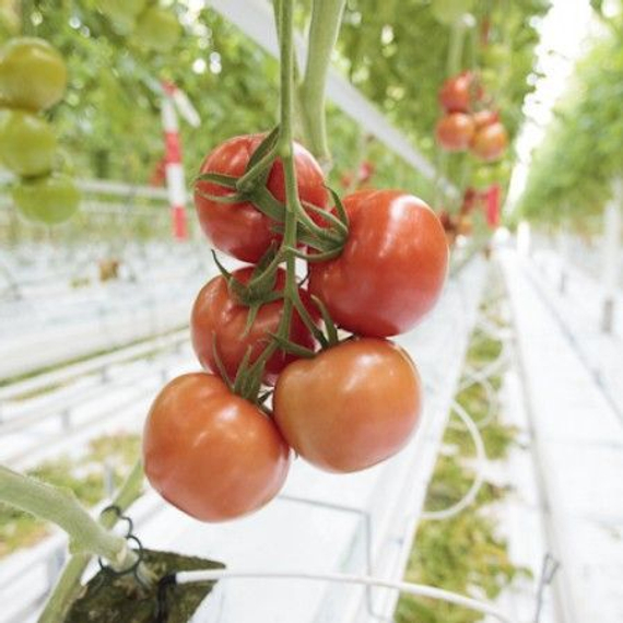 Эндевер F1 семена томата индетерминантного – фото 2