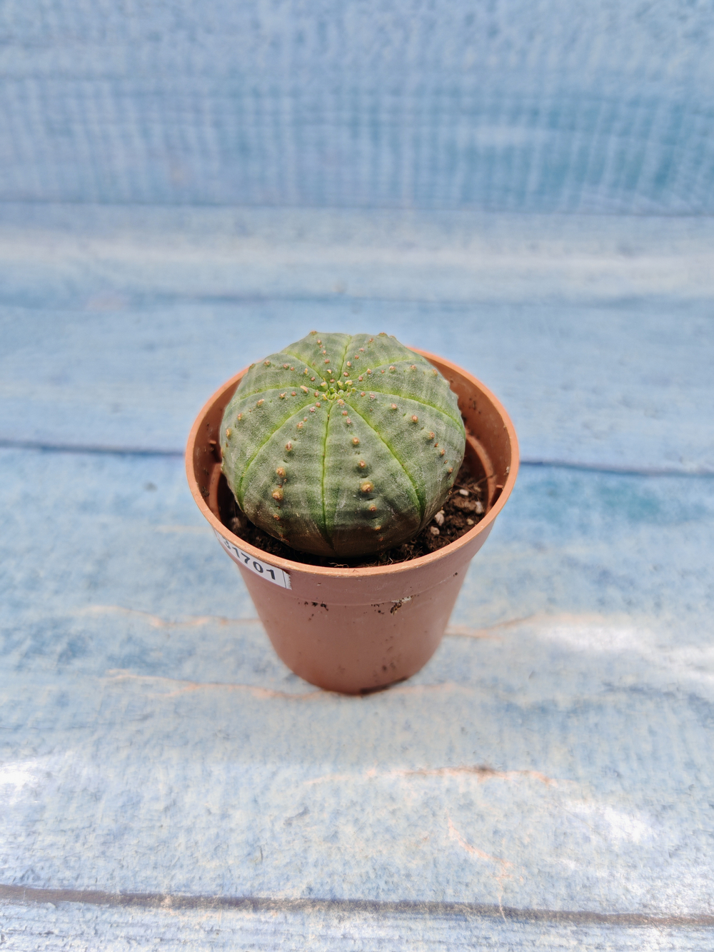 Euphoria Obesa (Эуфорбия)