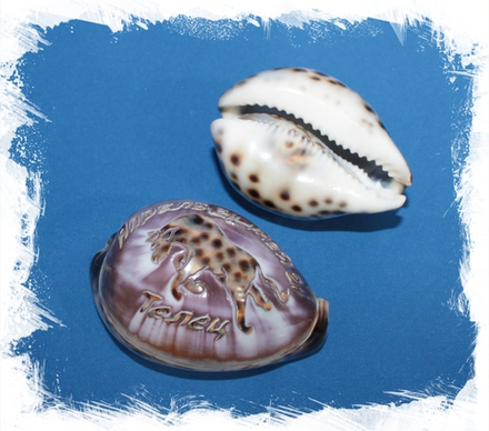 Ципрея с гравировкой "Телец"