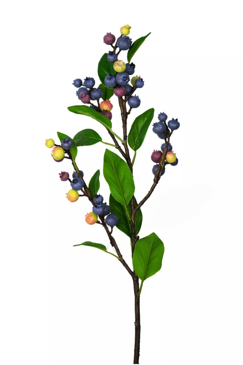 Ветка Голубики