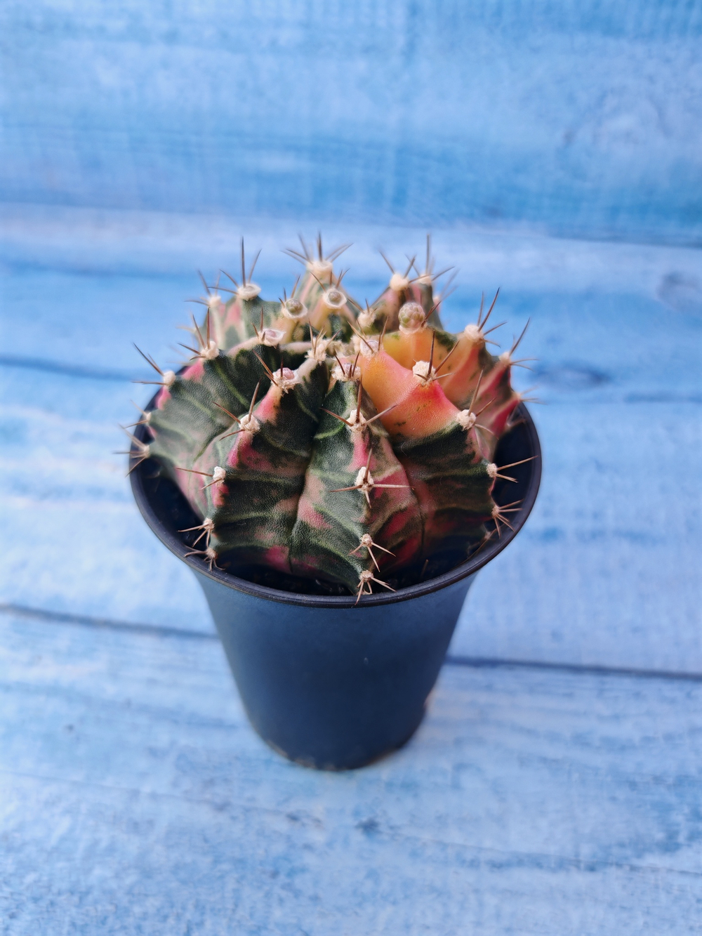 Gymnocalycium Variegata (Гимнокалициум Вариегатный)