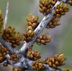 Плодовые деревья