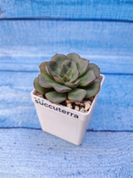 Echeveria Morani (Эхеверия)