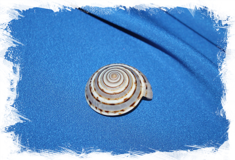 Solarium maculatum, Architectonica maculata, Архитектоника макулата