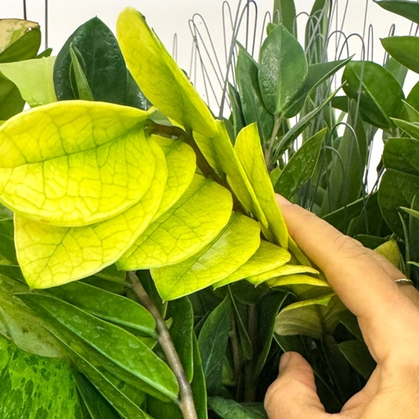 Предзаказ Замиокулькасы Таиланд, поставка S03 май 2026