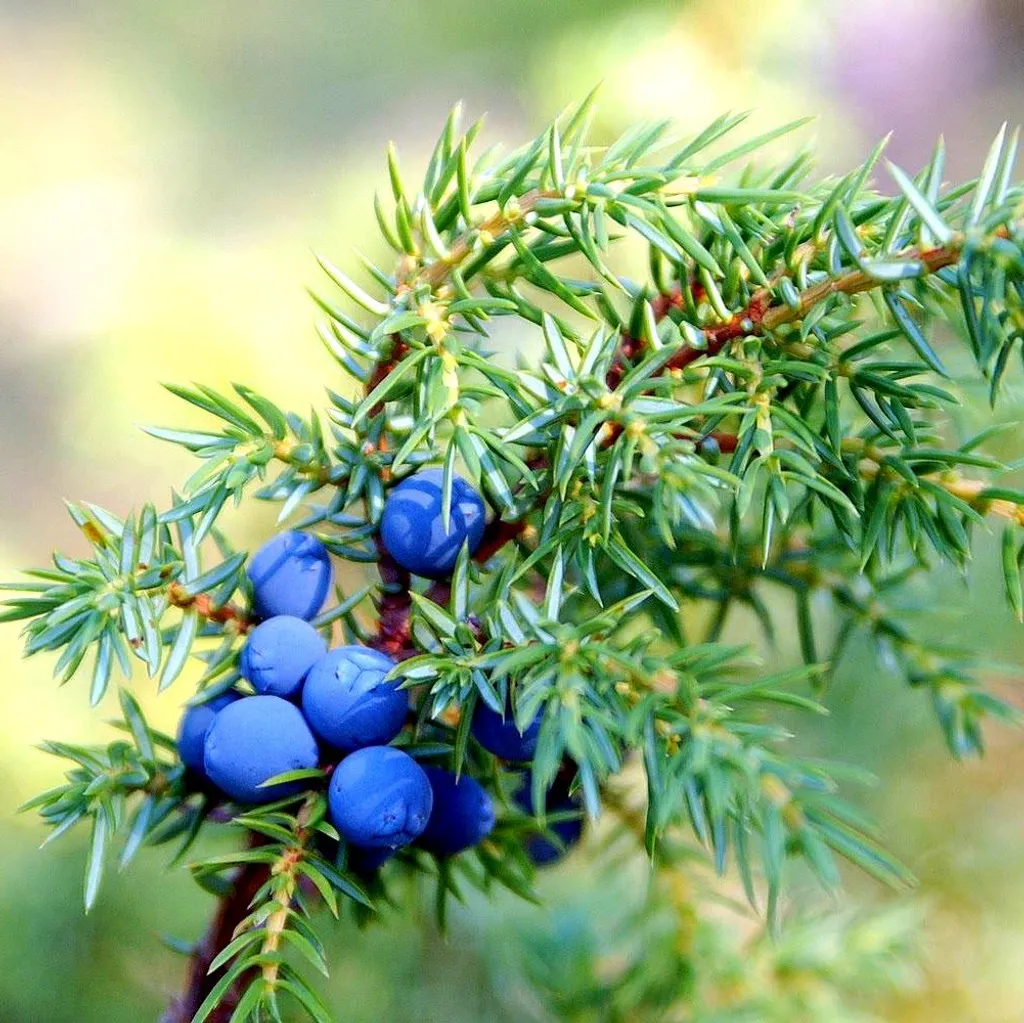 Ягоды можжевельника
