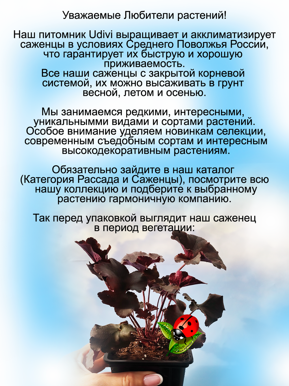 Гейхера Капучино многолетняя