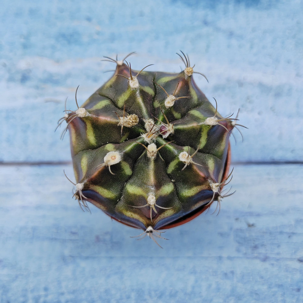 Gymnocalycium Friedrichii (Гимнокалициум)
