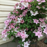 Клематис Pink Fantasy (3 группа обрезки )