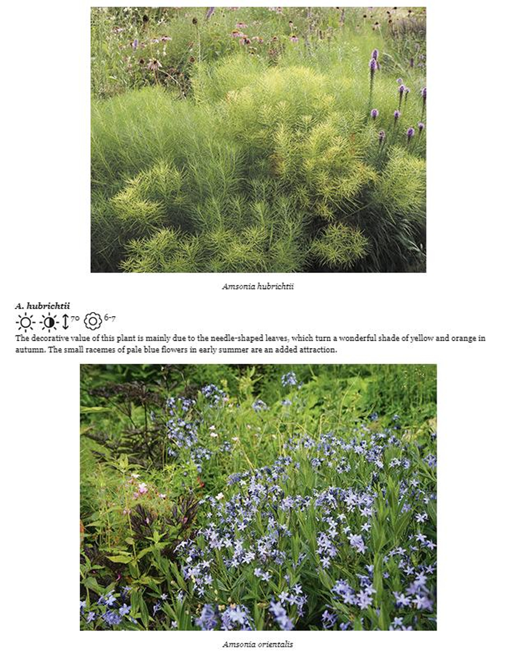 Planting the Natural Garden by Piet Oudolf and Henk Gerritsen