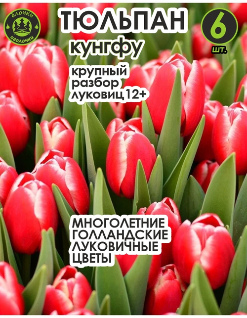 Тюльпан Луковица, Кунг Фу 6 шт, разбор 12+