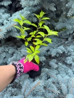 Гортензия метельчатая "КОНФЕТТИ"