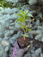 Сирень "КРАСАВИЦА МОСКВЫ"