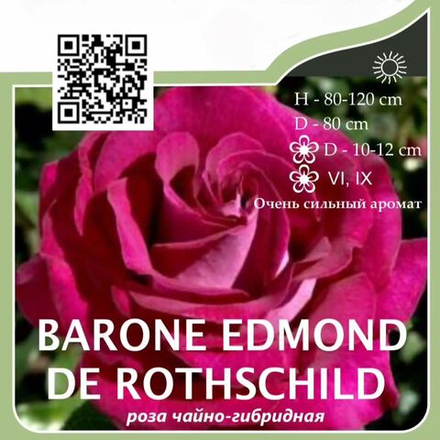Роза чайно-гибридная "Baron Edmond de Rothschild"