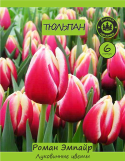 Тюльпан Луковица, Роман Эмпайр, 6 шт