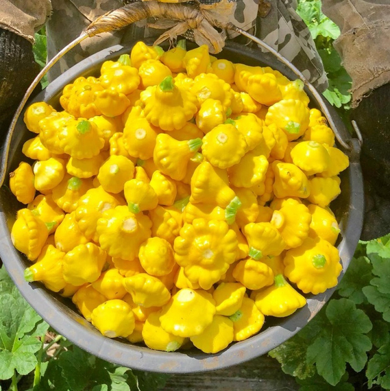 САННИ ДЕЛАЙТ F1 семена патиссона (Seminis | Alexagro) – фото 6