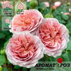 Роб А Ля Франсуаз (Robe A La Francaise)