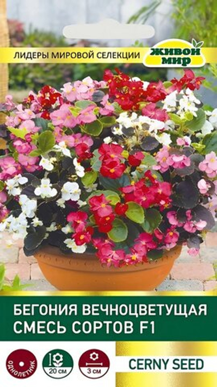 Бeгoния вечноцветущая "ЖМ. Смecь copтoв F1" 10шт, Чехия.