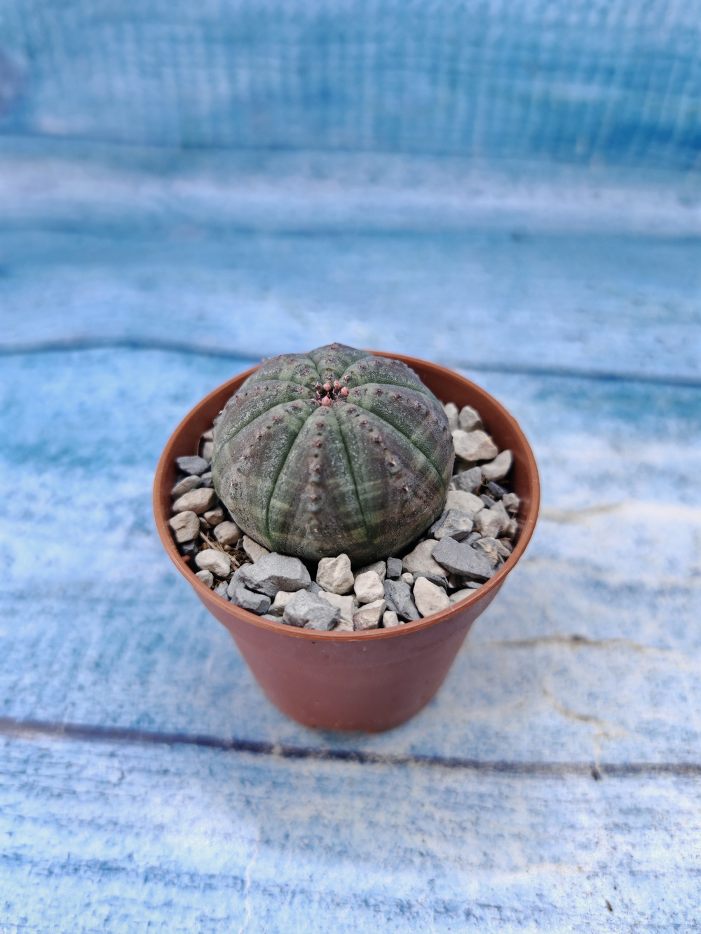Euphorbia Obesa (Эуфорбия)