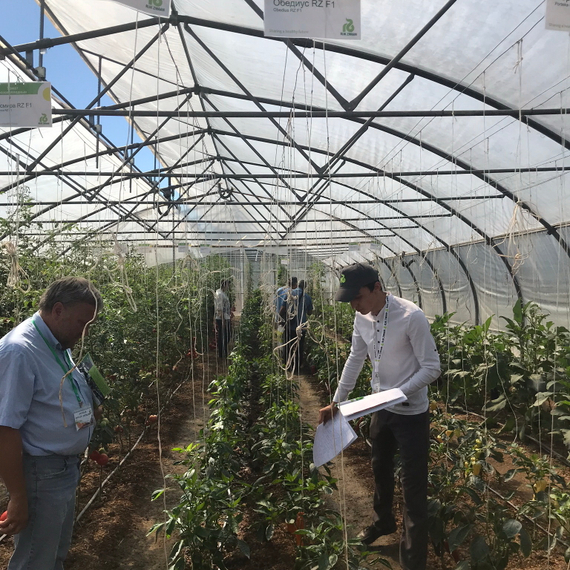 ПАЛЕРМО ОБЕДИУС F1 семена перца сладкого Rijk Zwaan купить – фото 6