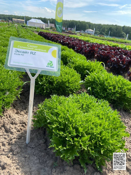 Эксайт семена салата хрустящего с сильно рассеченным листом (Rijk Zwaan /ALEXAGRO) культура – фото 3