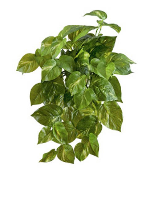 Потос крупнолистный ампельный малый