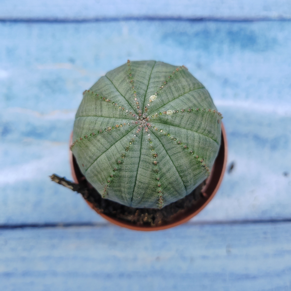 Euphorbia Obesa (Эуфорбия)