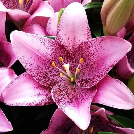 Лилия Свит Шугар 3шт размер 18/20 Закупка М67 апрель 2026