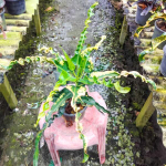 Кротон YAK MAMAESIN