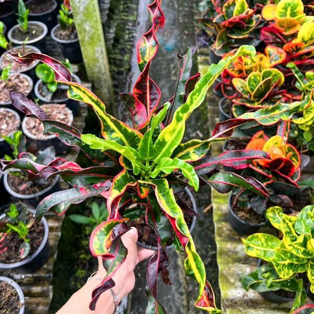 Кротон PHET SAI RUNG