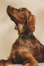 Ошейник "Пони-Макарони" Черный