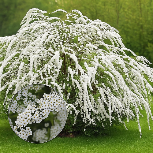 Cпирея серая "GREFSHEIM"