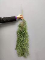 Афрокарпус грачлиор