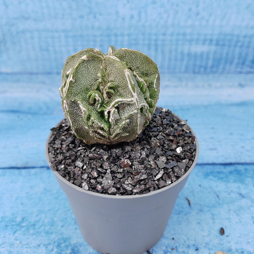 Astrophytum Myriostigma cv. Fukuryu (Астрофитум)