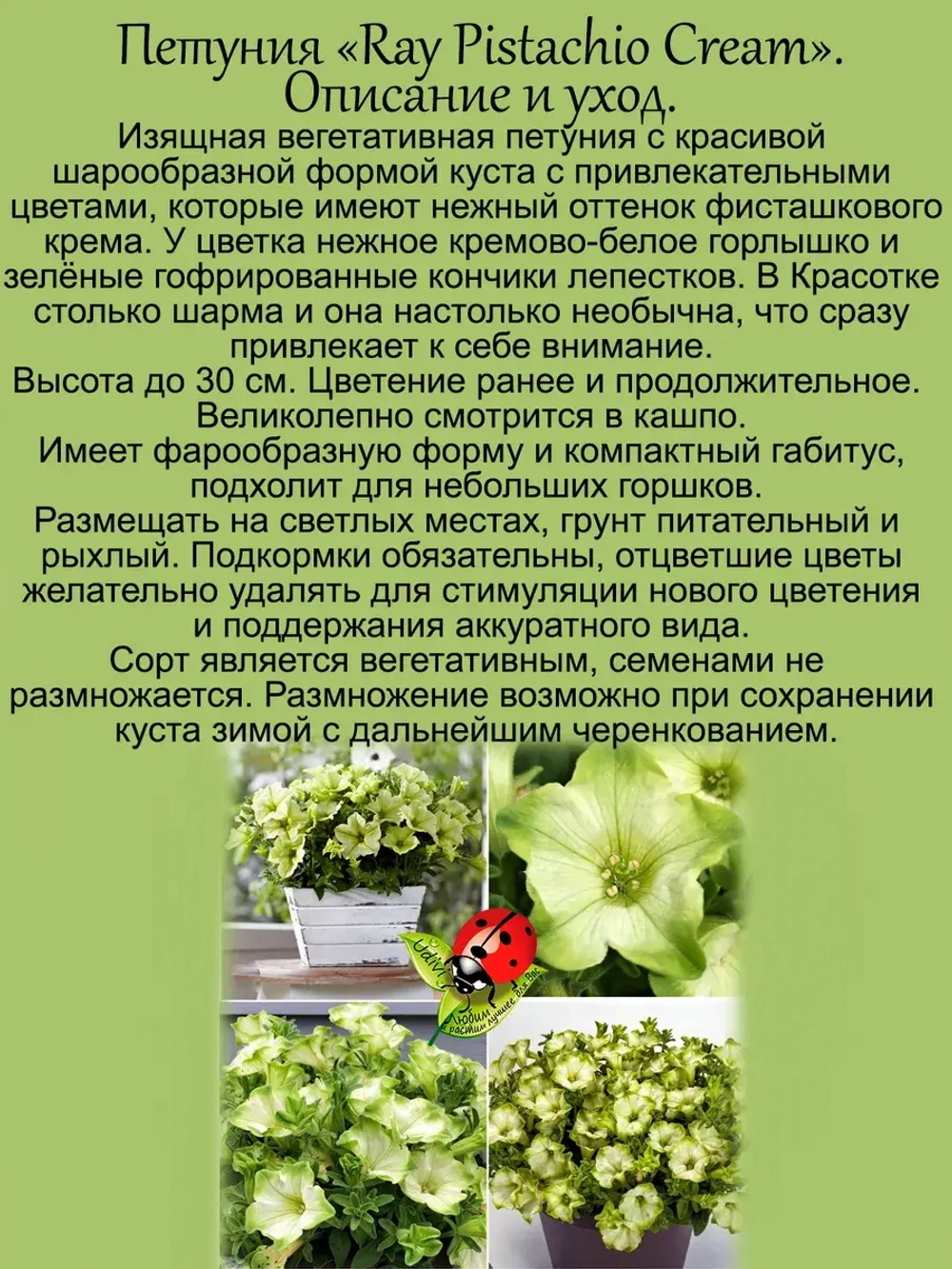 Петуния Фисташковый крем