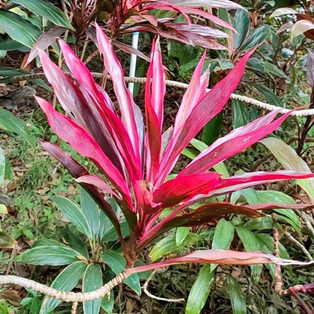 Кордилина PHET KEOFA