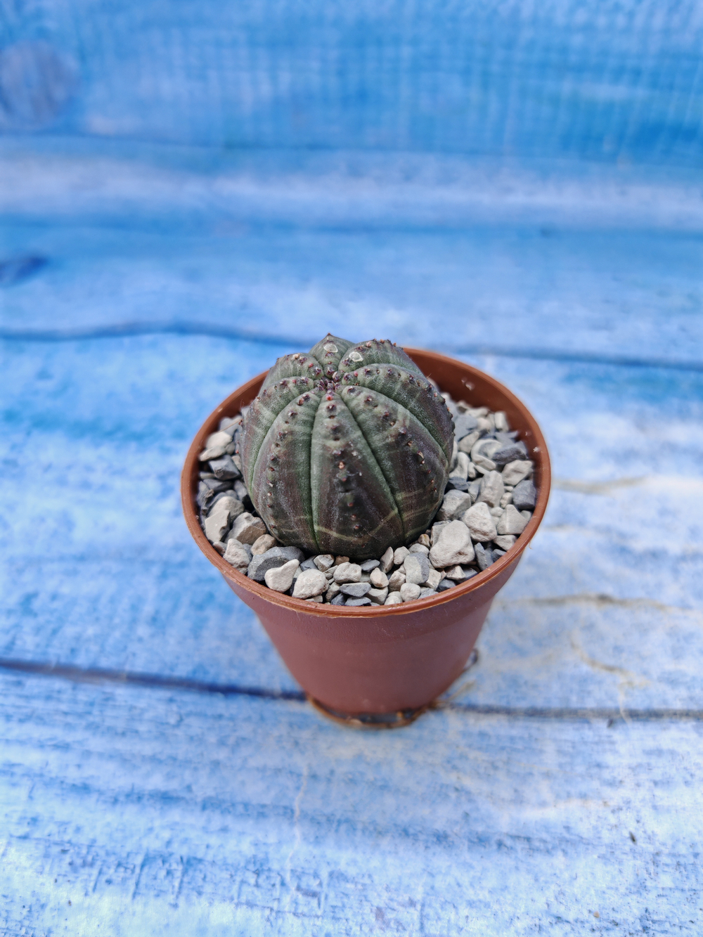 Euphorbia Obesa (Эуфорбия)