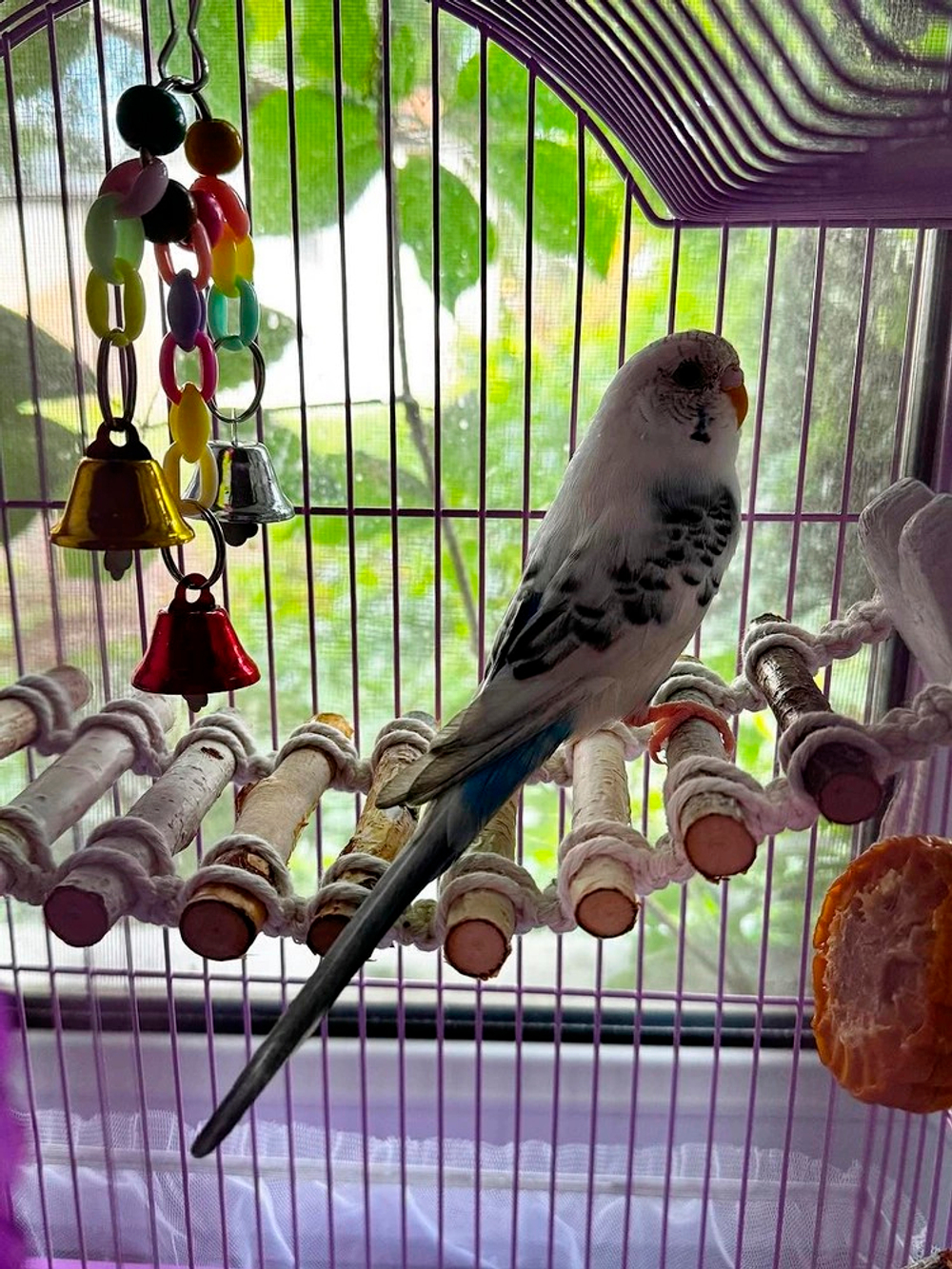 Веревочная лесенка для попугаев 25см