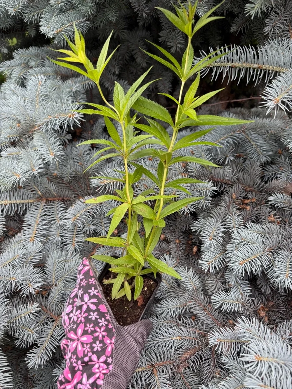 Вероникаструм "LAVANDELTURM"