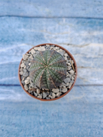 Euphorbia Obesa (Эуфорбия)