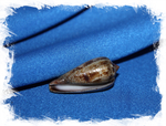 Конус цинереус (Conus Cinereus)
