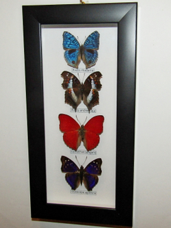 Бабочки рода Precis в рамке