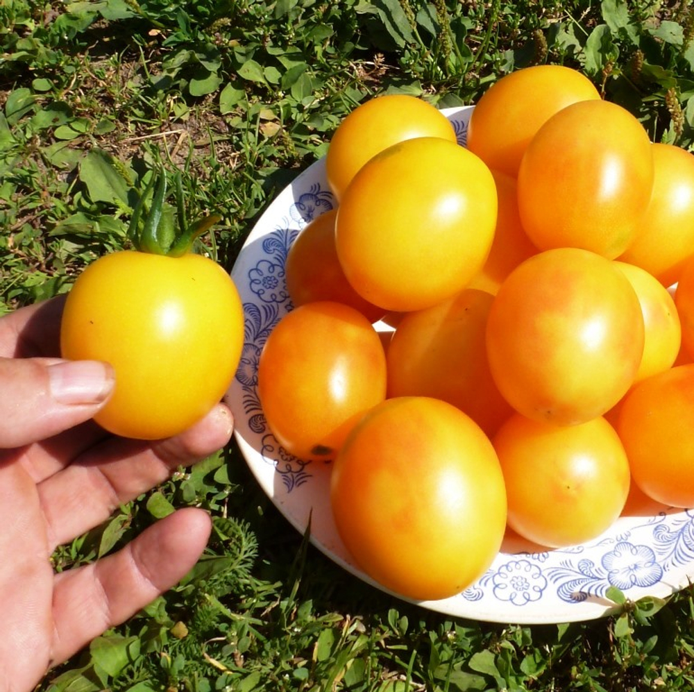 Помидоры Алыча