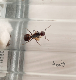 Camponotus nicobarensis подвид Monticola