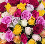 Роза Кения Mix