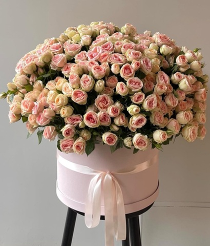 Вау ! Вау ! Вау !