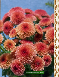 Хризантема кустовая Calimero lilac ☘ к.32 (отгрузка август - сентябрь 2025г)