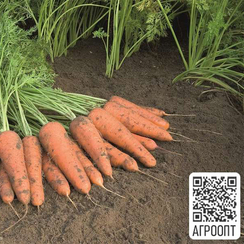 Купар F1 семена моркови курода/шантане (Bejo / Бейо)